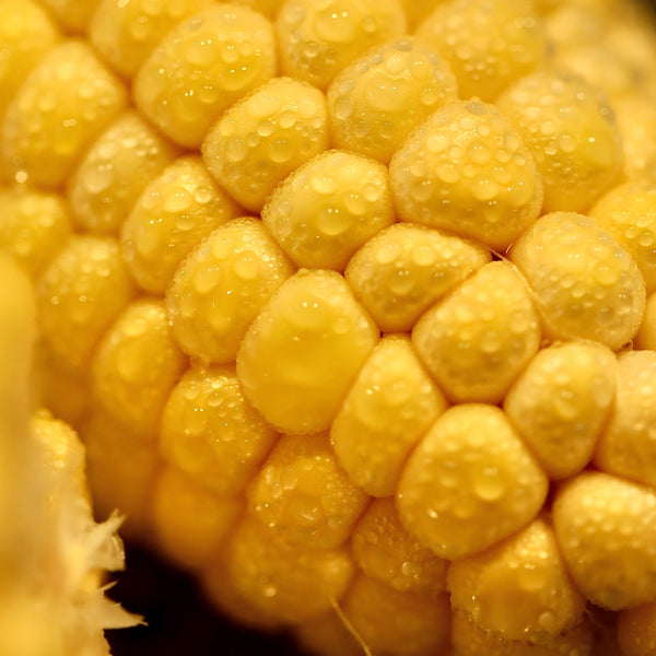 Steamed Corn